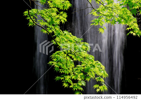 Tatsuzawa Fudo Falls and green maples in early summer (Inawashiro Town, Fukushima Prefecture) Tatsuzawa Fudo Falls and green maples in early summer (Inawashiro Town, Fukushima Prefecture) 114956492