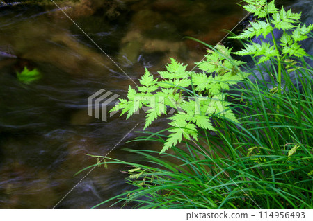 Tatsuzawa Fudo Falls and Fudo River in early summer (Inawashiro Town, Fukushima Prefecture) 114956493