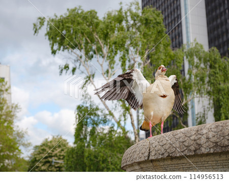 close-up of Egyptian or Nile goose Alopochen aegyptiaca on ground in city 114956513