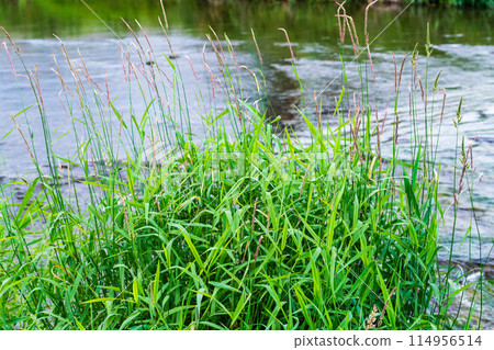 Summer riverside thatch Summer riverside thatch 114956514
