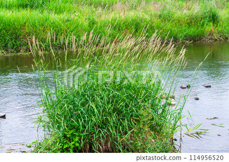 Summer riverside thatch Summer riverside thatch 114956520