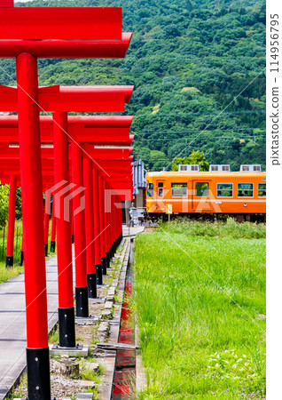 Shimane Prefecture Ichibata Electric Railway: A train passing through a path lined with torii gates Shimane Prefecture Ichibata Electric Railway: A train passing through a path lined with torii gates 114956795