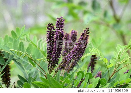 Itachihagi的花 Itachihagi的花 114956809