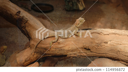 bearded dragon lizard lying in the branch in terrarium 114956872