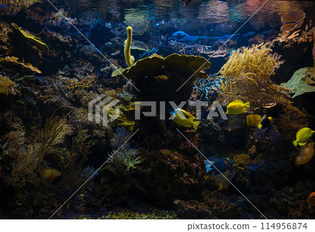 Tropical fish in aquarium in zoo Tropical fish in aquarium in zoo 114956874
