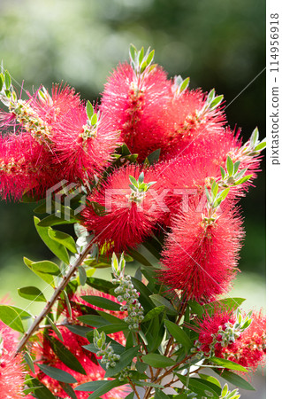 Bright red bottlebrush 01 114956918