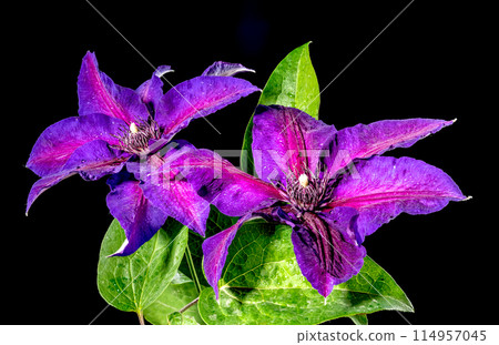 Blooming purple Clematis Akaishi on a black background Blooming purple Clematis Akaishi on a black background 114957045