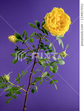 Blooming yellow Climbing rose Golden Showers on a purple background 114957052