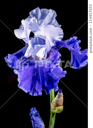 Blooming blue iris Mariposa Skies on a black background 114957055