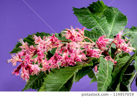 Blooming red horse-chestnut flowers on a purple background 114957059