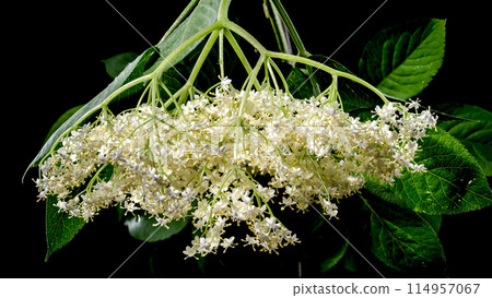 Blooming white sambucus on a black background 114957067
