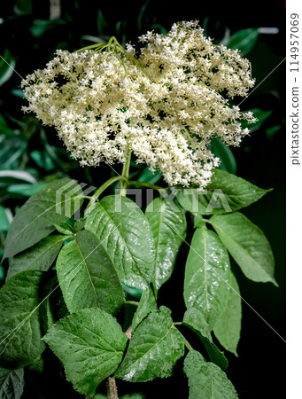 Blooming white sambucus on a green background 114957069
