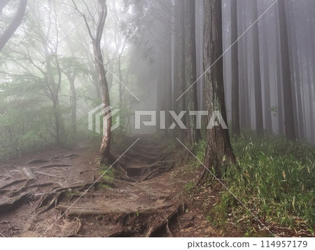 Morning Mist Grove Morning Mist Grove 114957179