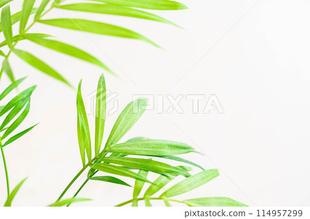 Foliage plant table palm 114957299
