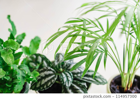 Foliage plant table palm 114957300