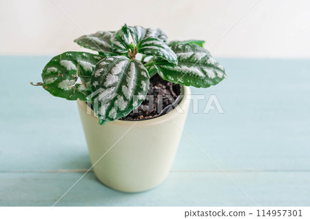 觀賞植物冷水花 114957301