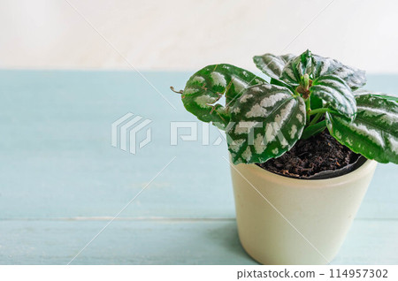 觀賞植物冷水花 114957302