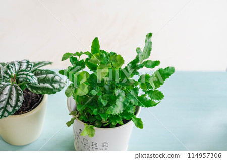 Houseplant Phlebodium Houseplant Phlebodium 114957306