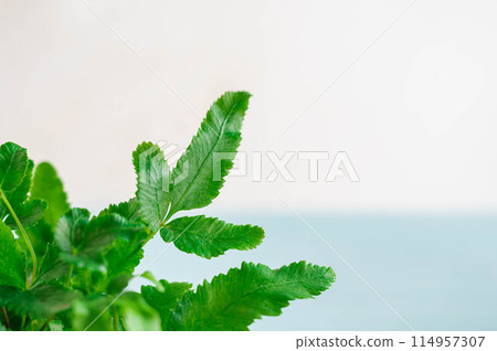 觀賞植物 Phlebodium 觀賞植物 Phlebodium 114957307