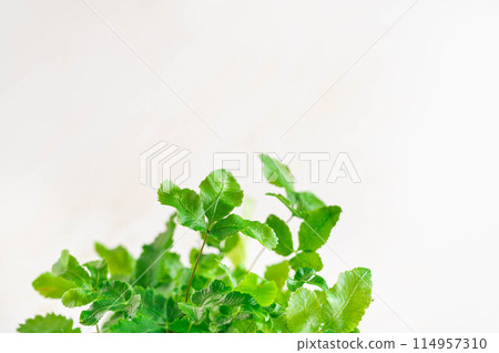 觀賞植物 Phlebodium 114957310