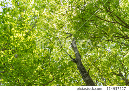 耀眼的新鮮綠色 114957327