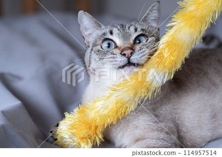 Cat playing with toys 114957514