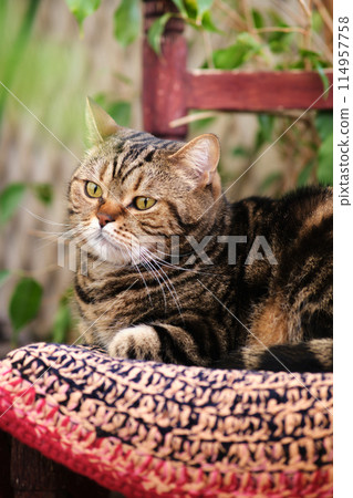 A striped cat is lying on a chair 114957758