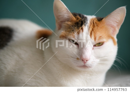 A white spotted cat is resting 114957763