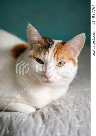 A white spotted cat is resting 114957764