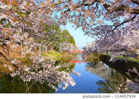Cherry blossoms in full bloom, Hanaikada, Matsugasaki Park, Sakura, Yoshino cherry blossoms Cherry blossoms in full bloom, Hanaikada, Matsugasaki Park, Sakura, Yoshino cherry blossoms 114957934