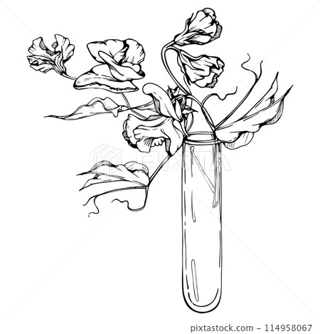 Hand drawn vector graphic ink illustration botanical flowers leaves. Sweet everlasting pea, vetch bindweed legume. Glass vase bouquet isolated white background. Design wedding, love cards, floral shop 114958067