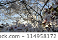 櫻花的風景 114958172