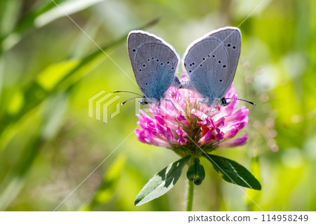 Kaibairo Shijimi 114958249