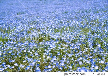 Nemophila Hill at Hitachi Seaside Park, Hitachinaka City, Ibaraki Prefecture Nemophila Hill at Hitachi Seaside Park, Hitachinaka City, Ibaraki Prefecture 114958361