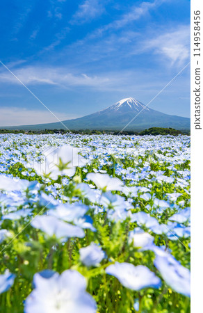 （壯觀的藍色景觀）大石公園的粉蝶花和富士山 114958456