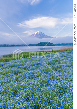 (山梨縣)黎明前的大石公園,穿過粉蝶的富士山 (山梨縣)黎明前的大石公園,穿過粉蝶的富士山 114958581