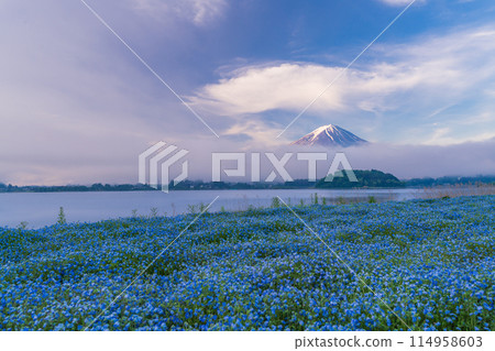 (Yamanashi Prefecture) Mount Fuji seen through the nemophila flowers at Oishi Park before dawn (Yamanashi Prefecture) Mount Fuji seen through the nemophila flowers at Oishi Park before dawn 114958603