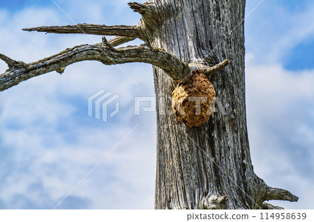黃蜂巢建在死樹上 114958639