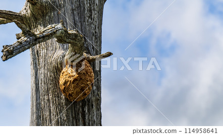 Wasp nest on dead tree Wasp nest on dead tree 114958641