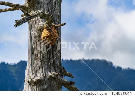 Wasp nest on dead tree Wasp nest on dead tree 114958644