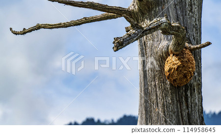 Wasp nest on dead tree Wasp nest on dead tree 114958645
