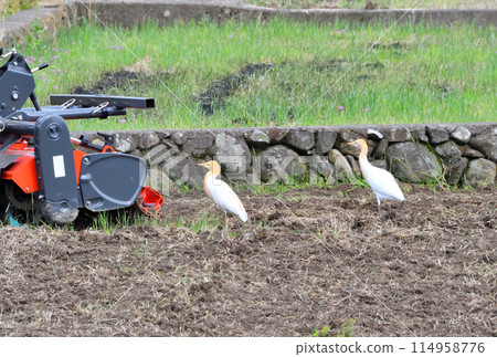 牛背鷺、蒼鷺 114958776