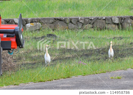 Cattle Egret, Heron Cattle Egret, Heron 114958786