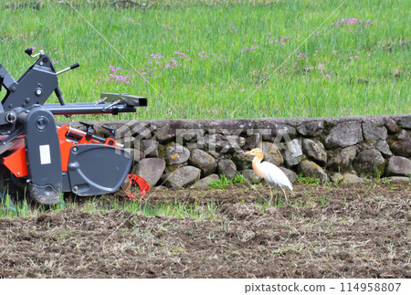 Cattle Egret, Heron Cattle Egret, Heron 114958807