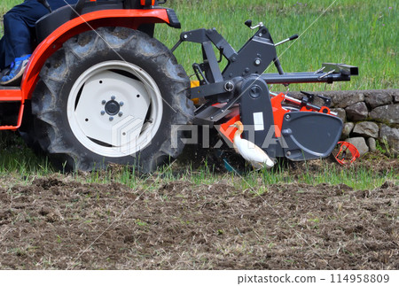 Cattle Egret, Heron 114958809
