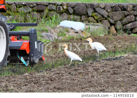 牛背鷺、蒼鷺 114958818