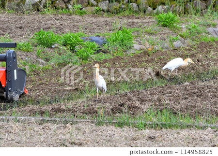 Cattle Egret, Heron Cattle Egret, Heron 114958825
