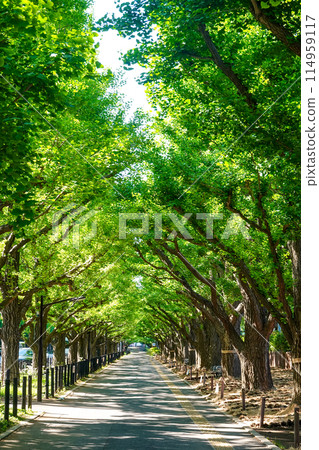 春天的早晨，神宮外苑（東京都港區）鮮綠的銀杏樹 114959117