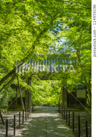 京都光明寺（阿王光明寺）藍楓藥院門 114959196