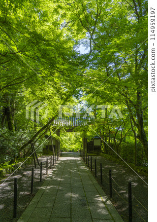 京都光明寺(阿王光明寺)藍楓藥院門 京都光明寺(阿王光明寺)藍楓藥院門 114959197